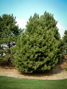 Сосна Чёрная (Pinus Nigra) купить по цене от 270.00р. в интернет-магазине «Посадика» с доставкой почтой в в Шимановске и по всей России – [изображение №1].