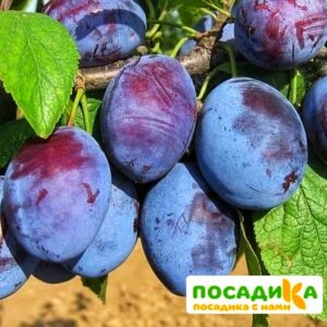 Слива Чачакская ранняя купить по цене от 229.00р. в интернет-магазине «Посадика» с доставкой почтой в в Шимановске и по всей России – [изображение №1].