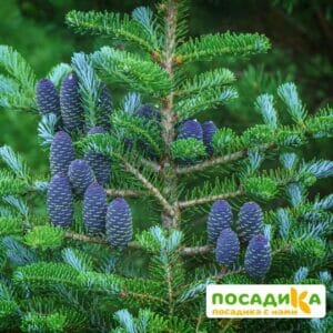 Пихта корейская (Abies koreana) купить по цене от 450.00р. в интернет-магазине «Посадика» с доставкой почтой в в Шимановске и по всей России – [изображение №1].