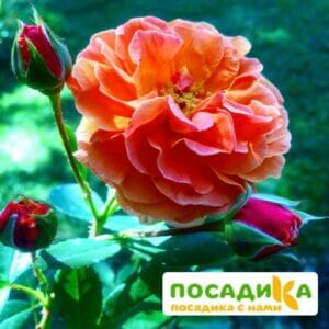 Роза Арабия купить по цене от 350.00р. в интернет-магазине «Посадика» с доставкой почтой в в Шимановске и по всей России – [изображение №1].