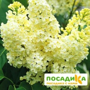 Сирень Примроуз (Primrose) купить по цене от 529.00р. в интернет-магазине «Посадика» с доставкой почтой в в Шимановске и по всей России – [изображение №1].