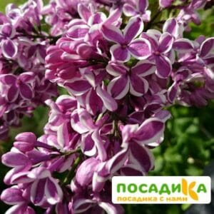 Сирень Сенсация купить по цене от 529.00р. в интернет-магазине «Посадика» с доставкой почтой в в Шимановске и по всей России – [изображение №1].