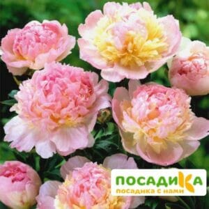 Пион Распберри Сандей (Paeonia Raspberry Sundae) купить по цене от 959р. в интернет-магазине «Посадика» с доставкой почтой в в Шимановске и по всей России – [изображение №1].