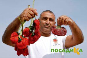 Клубника Гигант Джорнея купить по цене от 266р. в интернет-магазине «Посадика» с доставкой почтой в в Шимановске и по всей России – [изображение №1].