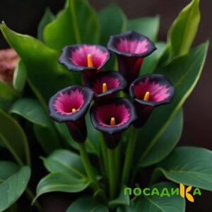 Калла Аура Лейс купить по цене от 400р. в интернет-магазине «Посадика» с доставкой почтой в в Шимановске и по всей России – [изображение №1].