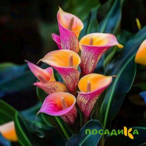 Калла Оникс купить по цене от 450р. в интернет-магазине «Посадика» с доставкой почтой в в Шимановске и по всей России – [изображение №1].