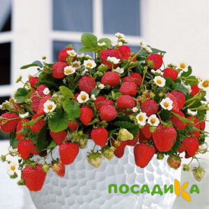 Клубника Рубиновый Шепот (горшечная) купить по цене от 240р. в интернет-магазине «Посадика» с доставкой почтой в в Шимановске и по всей России – [изображение №1].