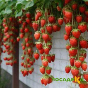 Клубника вьющаяся Комплимент купить по цене от 470р. в интернет-магазине «Посадика» с доставкой почтой в в Шимановске и по всей России – [изображение №1].