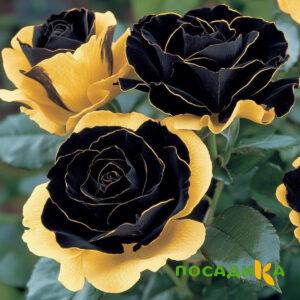 Роза Ханни Сикл купить по цене от 700р. в интернет-магазине «Посадика» с доставкой почтой в в Шимановске и по всей России – [изображение №1].