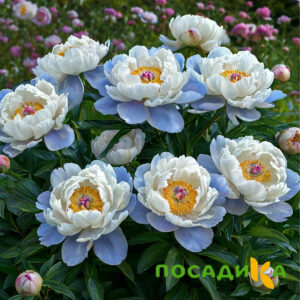 Пион акварельный Этюд купить по цене от 806р. в интернет-магазине «Посадика» с доставкой почтой в в Шимановске и по всей России – [изображение №1].