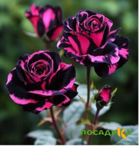 Роза Багровый Шепот купить по цене от 366р. в интернет-магазине «Посадика» с доставкой почтой в в Шимановске и по всей России – [изображение №1].