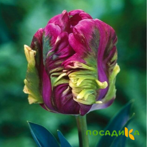 Тюльпан Экзотик Хэвен купить по цене от 186р. в интернет-магазине «Посадика» с доставкой почтой в в Шимановске и по всей России – [изображение №1].
