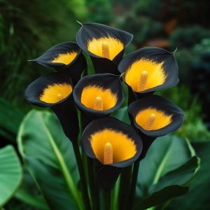 Калла Легато купить по цене от 620р. в интернет-магазине «Посадика» с доставкой почтой в в Шимановске и по всей России – [изображение №1].