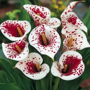 Калла Эмпайр купить по цене от 302р. в интернет-магазине «Посадика» с доставкой почтой в в Шимановске и по всей России – [изображение №1].