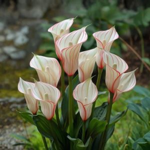 Калла Глейшер купить по цене от 299р. в интернет-магазине «Посадика» с доставкой почтой в в Шимановске и по всей России – [изображение №1].