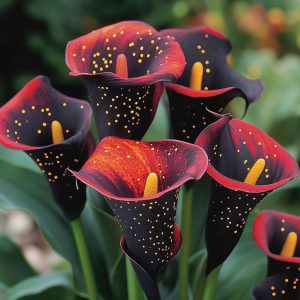 Калла Нуар купить по цене от 299р. в интернет-магазине «Посадика» с доставкой почтой в в Шимановске и по всей России – [изображение №1].