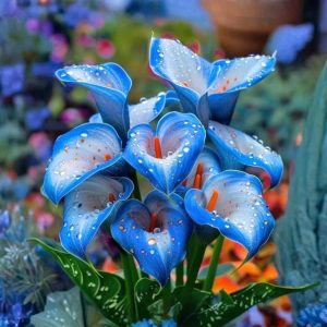 Калла Портрейт купить по цене от 292р. в интернет-магазине «Посадика» с доставкой почтой в в Шимановске и по всей России – [изображение №1].