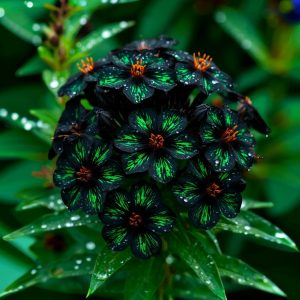 Флокс Ривьера купить по цене от 299р. в интернет-магазине «Посадика» с доставкой почтой в в Шимановске и по всей России – [изображение №1].