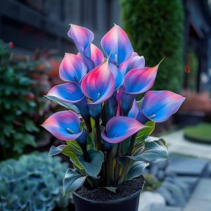 Калла Импрессия купить по цене от 590р. в интернет-магазине «Посадика» с доставкой почтой в в Шимановске и по всей России – [изображение №1].