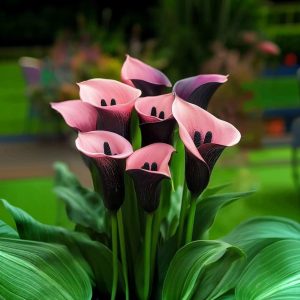 Калла Энигма купить по цене от 291р. в интернет-магазине «Посадика» с доставкой почтой в в Шимановске и по всей России – [изображение №1].