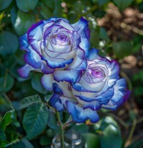 Роза Пэтолз Хоуп купить по цене от 333р. в интернет-магазине «Посадика» с доставкой почтой в в Шимановске и по всей России – [изображение №1].