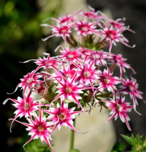 Флокс Метельчатый Путь купить по цене от 456р. в интернет-магазине «Посадика» с доставкой почтой в в Шимановске и по всей России – [изображение №1].