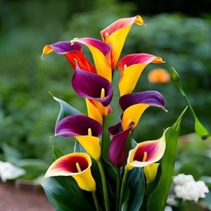 Калла Кристалл купить по цене от 450р. в интернет-магазине «Посадика» с доставкой почтой в в Шимановске и по всей России – [изображение №1].