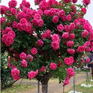 Роза Версаля купить по цене от 232р. в интернет-магазине «Посадика» с доставкой почтой в в Шимановске и по всей России – [изображение №1].