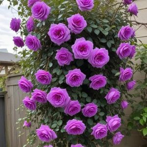 Роза Мистик Уайт купить по цене от 620р. в интернет-магазине «Посадика» с доставкой почтой в в Шимановске и по всей России – [изображение №1].