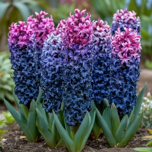 Гиацинт Блю Спринг купить по цене от 2099р. в интернет-магазине «Посадика» с доставкой почтой в в Шимановске и по всей России – [изображение №1].