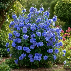 Гибискус Сансет Блоссом купить по цене от 248р. в интернет-магазине «Посадика» с доставкой почтой в в Шимановске и по всей России – [изображение №1].