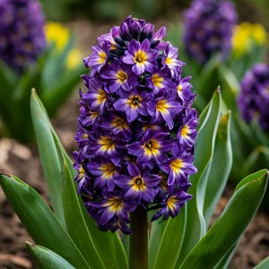 Гиацинт Вельвет Колор купить по цене от 2099р. в интернет-магазине «Посадика» с доставкой почтой в в Шимановске и по всей России – [изображение №1].