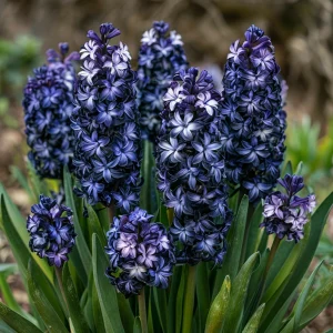 Гиацинт Блум Клауд купить по цене от 2099р. в интернет-магазине «Посадика» с доставкой почтой в в Шимановске и по всей России – [изображение №1].