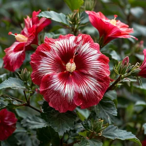 Гибискус Пурпл Мистик купить по цене от 360р. в интернет-магазине «Посадика» с доставкой почтой в в Шимановске и по всей России – [изображение №1].