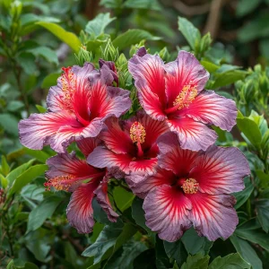 Гибискус Кримсон Флейм купить по цене от 479р. в интернет-магазине «Посадика» с доставкой почтой в в Шимановске и по всей России – [изображение №1].