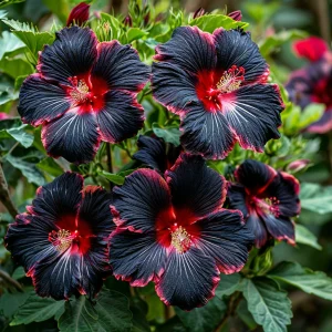 Гибискус садовый Файер Дэнсер купить по цене от 450р. в интернет-магазине «Посадика» с доставкой почтой в в Шимановске и по всей России – [изображение №1].