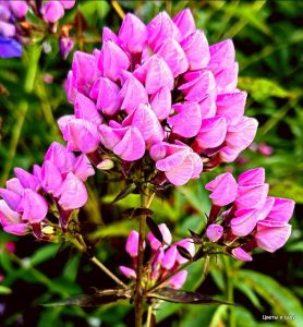 Флокс Бутоник купить по цене от 461р. в интернет-магазине «Посадика» с доставкой почтой в в Шимановске и по всей России – [изображение №1].