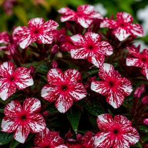 Флокс Ливер Гриммер купить по цене от 590р. в интернет-магазине «Посадика» с доставкой почтой в в Шимановске и по всей России – [изображение №1].