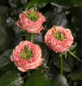 Роза Амбер Инчант купить по цене от 495р. в интернет-магазине «Посадика» с доставкой почтой в в Шимановске и по всей России – [изображение №1].