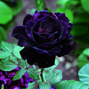 Роза Блэк Пантер купить по цене от 319р. в интернет-магазине «Посадика» с доставкой почтой в в Шимановске и по всей России – [изображение №1].