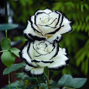 Роза Силк Ивин купить по цене от 319р. в интернет-магазине «Посадика» с доставкой почтой в в Шимановске и по всей России – [изображение №1].