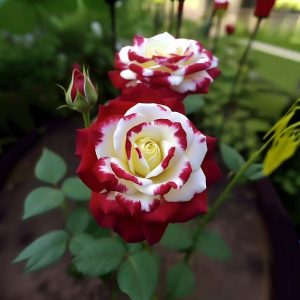 Роза Роял Глом купить по цене от 401р. в интернет-магазине «Посадика» с доставкой почтой в в Шимановске и по всей России – [изображение №1].