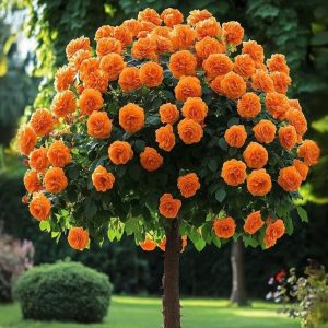 Роза Солнечный Шарм купить по цене от 349р. в интернет-магазине «Посадика» с доставкой почтой в в Шимановске и по всей России – [изображение №1].