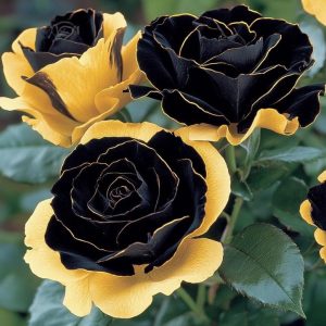 Роза Ханни Сикл купить по цене от 700р. в интернет-магазине «Посадика» с доставкой почтой в в Шимановске и по всей России – [изображение №1].