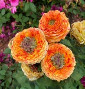 Роза Золотой Мираж купить по цене от 420р. в интернет-магазине «Посадика» с доставкой почтой в в Шимановске и по всей России – [изображение №1].