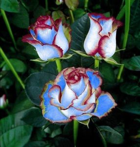 Роза Сафайер Пэтл купить по цене от 450р. в интернет-магазине «Посадика» с доставкой почтой в в Шимановске и по всей России – [изображение №1].